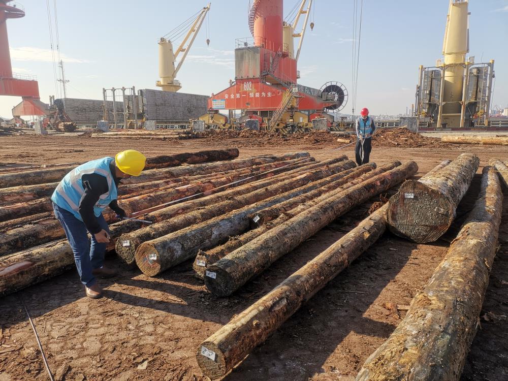 原木檢尺作業照片2.jpg 原木檢尺作業照片2.jpg